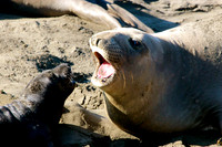 Elephant Seals