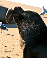 Bull Elephant Seal