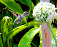 Hummingbirds